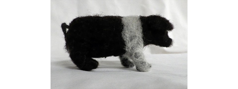 Saddleback pig