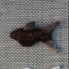 fish string
