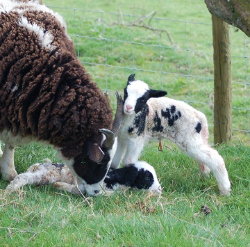 Llety Mawr Ewe with lambs just born