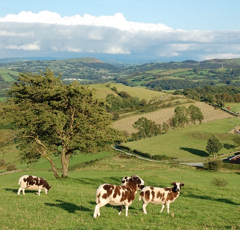 Jacob Ewes At 1000 Feet Llety Mawr